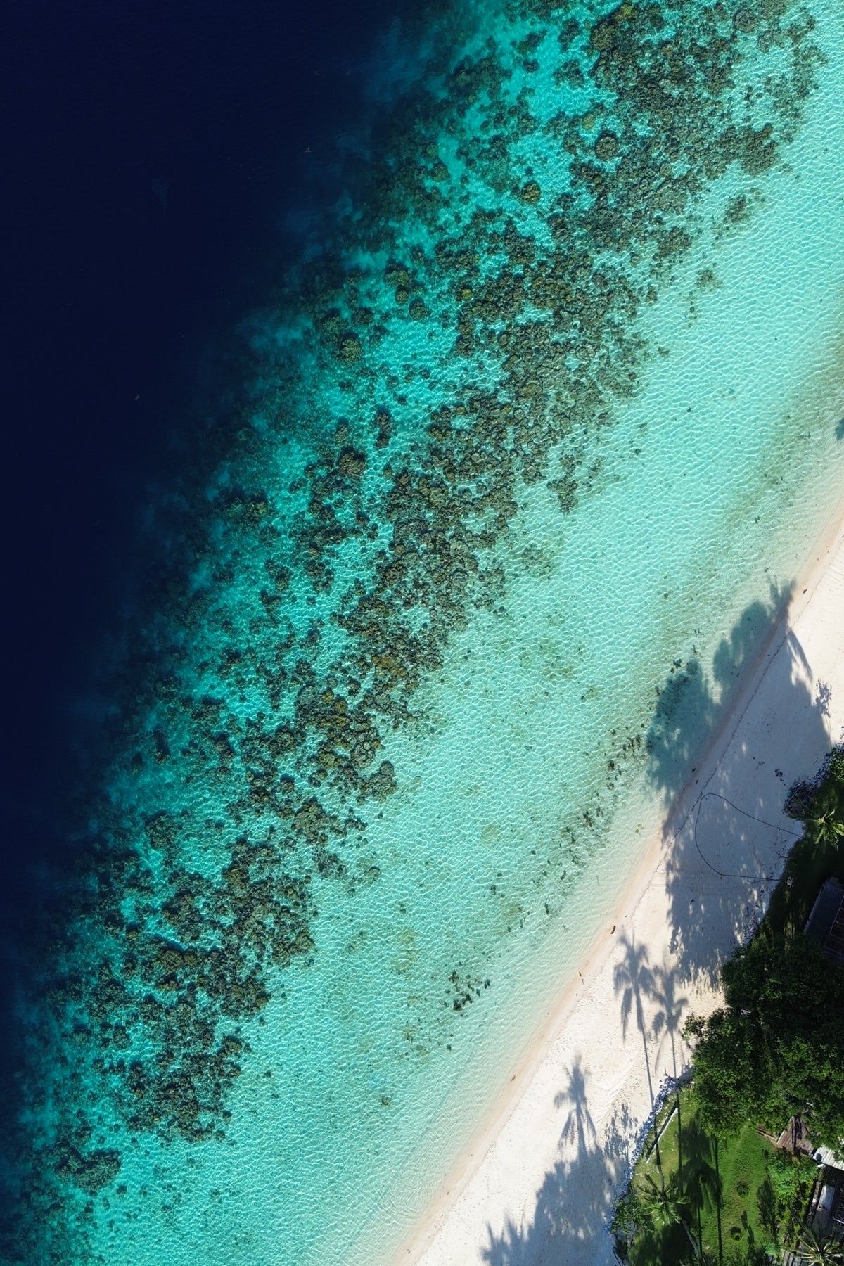 Shadow Reef
